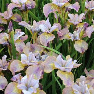 Iris sibirica Peacock Butterfly® Unbuttened Zippers®