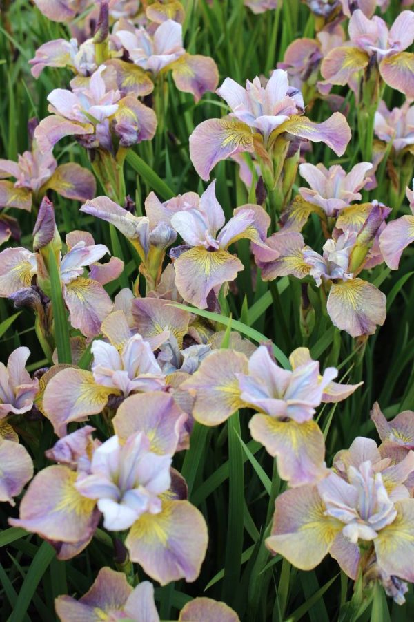 Iris sibirica Peacock Butterfly® Unbuttened Zippers®