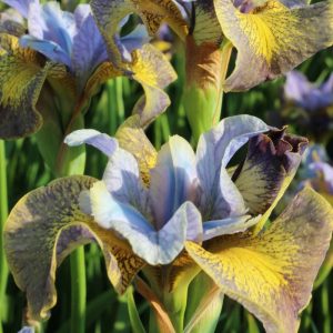Iris sibirica Peacock Butterfly® Uncorked®