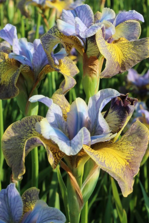 Iris sibirica Peacock Butterfly® Uncorked®