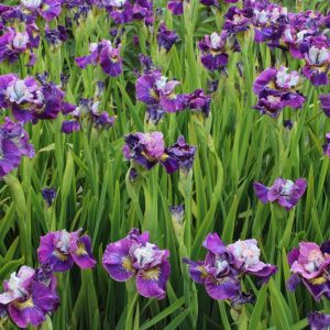 Iris sibirica Peacock Butterfly® On Mulberry Street®