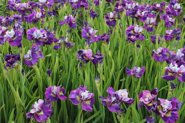 Iris sibirica Peacock Butterfly® On Mulberry Street®