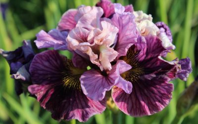 Iris siberica Peacock Butterfly sieries