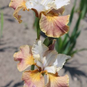 Iris sibirica Peacock Butterfly® Jerry Murphy®