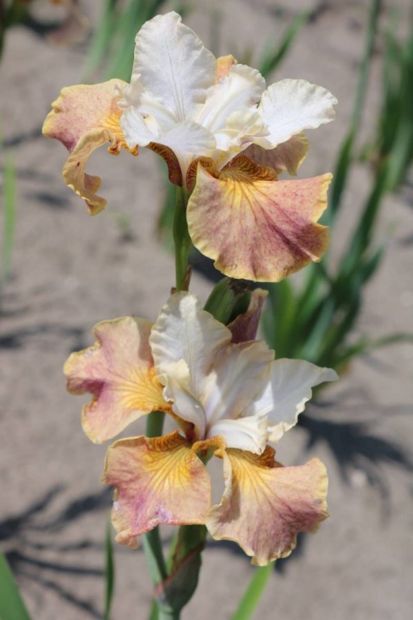 Iris sibirica Peacock Butterfly® Jerry Murphy®