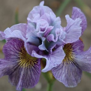 Iris sibirica Peacock Butterfly® Mad Hat