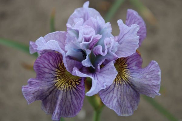Iris sibirica Peacock Butterfly® Mad Hat
