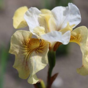 Iris sibirica Peacock Butterfly® White Amber®