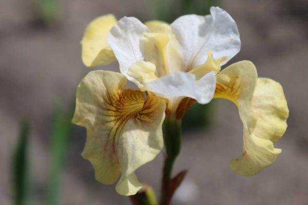 Iris sibirica Peacock Butterfly® White Amber®