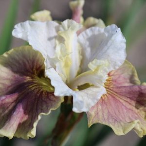 Iris sibirica Peacock Butterfly® Wynne Magnolia