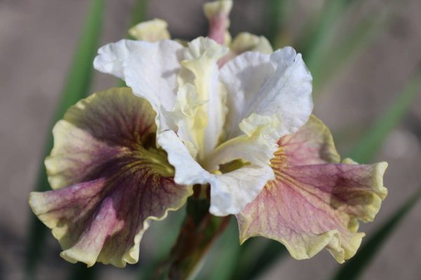 Iris sibirica Peacock Butterfly® Wynne Magnolia