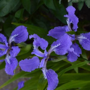 Iris tectorum Wolong