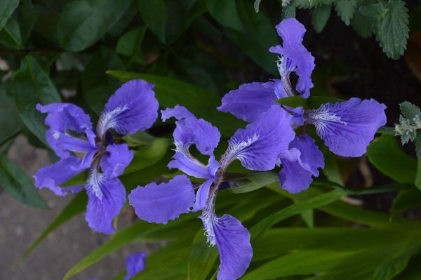 Iris tectorum Wolong