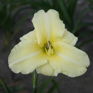 Hemerocallis Iron Gate Glacier