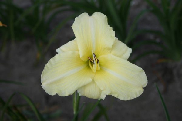 Hemerocallis Iron Gate Glacier