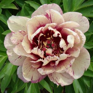 Paeonia  All That Jazz