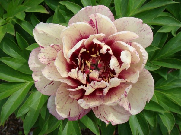 Paeonia  All That Jazz