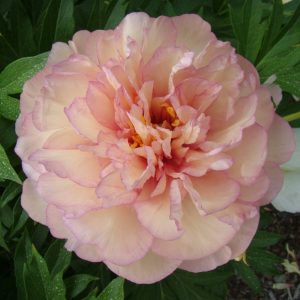 Paeonia  Scrumdidleumptious