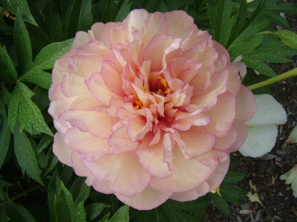 Paeonia  Scrumdidleumptious