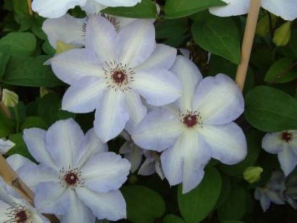 Clematis Ivan Olsson