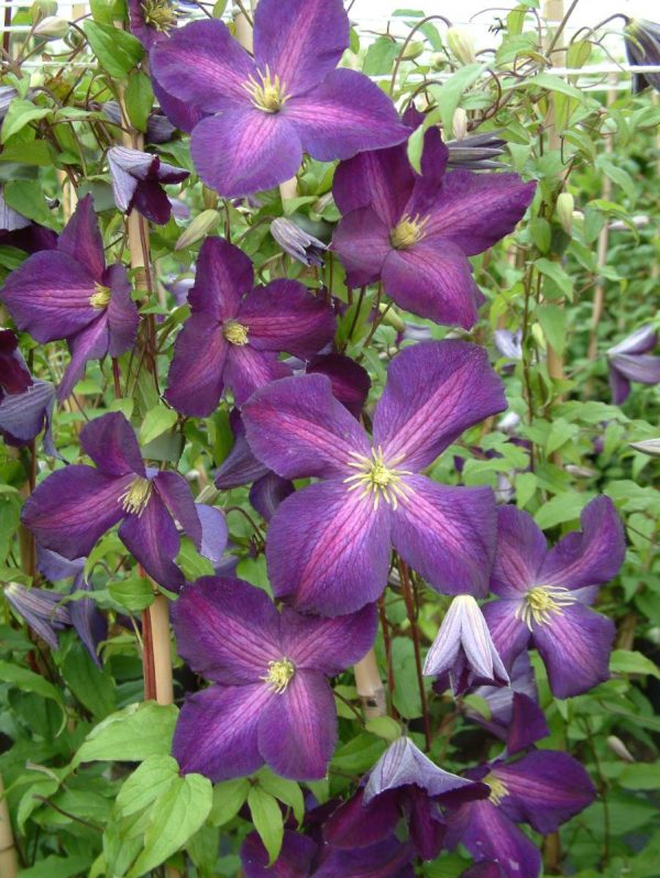 Clematis Jackmanii Purpurea®