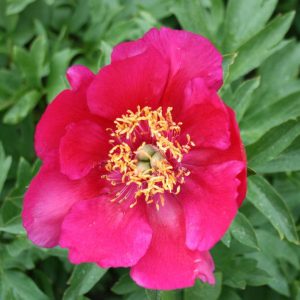 Paeonia  Jaqueline