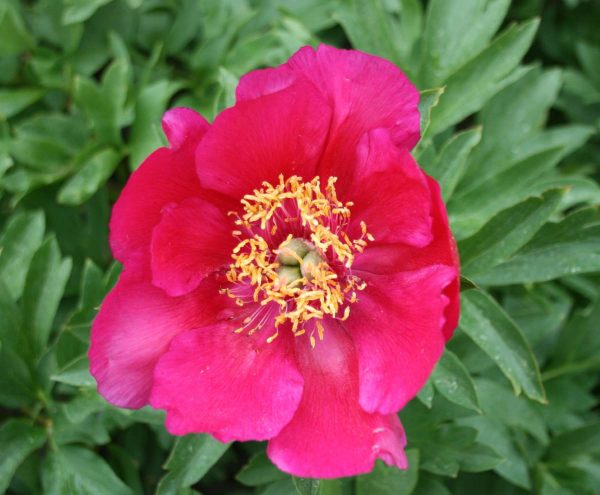 Paeonia  Jaqueline