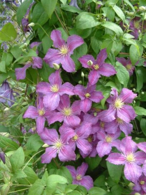 Clematis Jolly Good®
