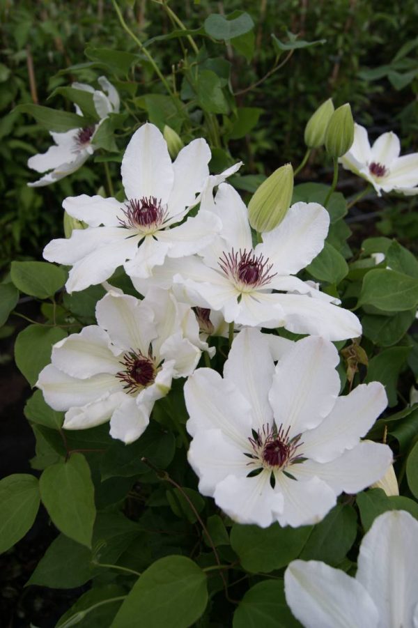 Clematis James Mason