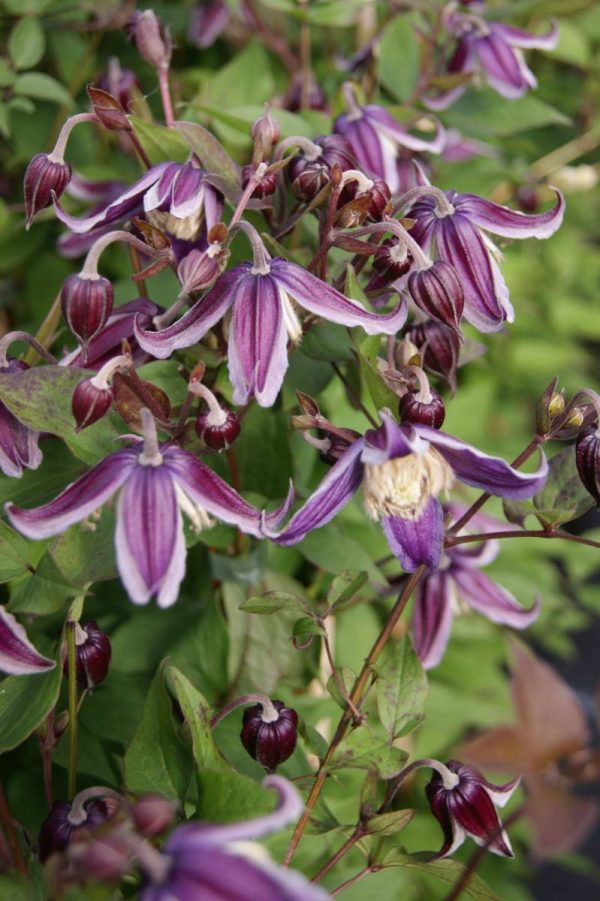 Clematis Jan Fopma®