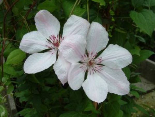 Clematis Jan Pawel 2
