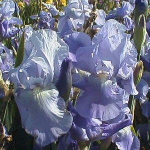 Iris Germanica Jane Philips