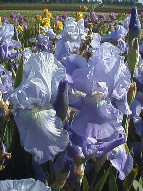 Iris Germanica Jane Philips