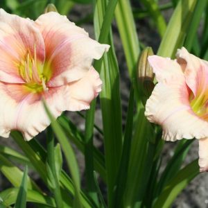 Hemerocallis Janice Brown