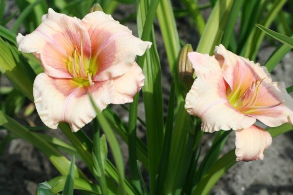 Hemerocallis Janice Brown