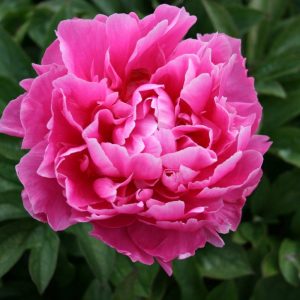 Paeonia