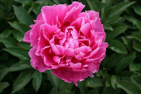 Paeonia   Jatwiga