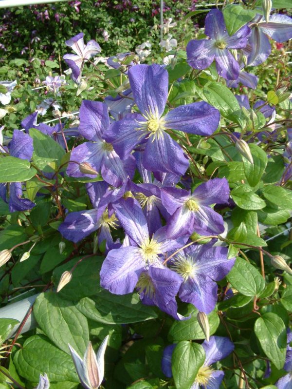 Clematis Jenny