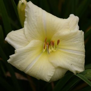 Hemerocallis Joan Senior