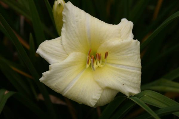 Hemerocallis Joan Senior