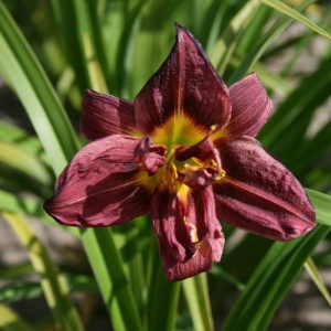 Hemerocallis Jockey Club