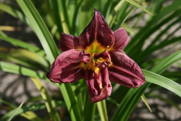 Hemerocallis Jockey Club