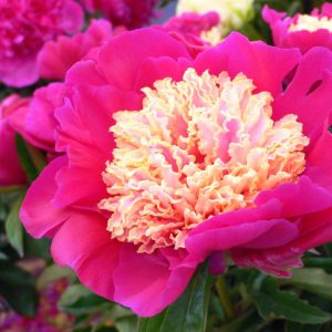 Paeonia   Johnny