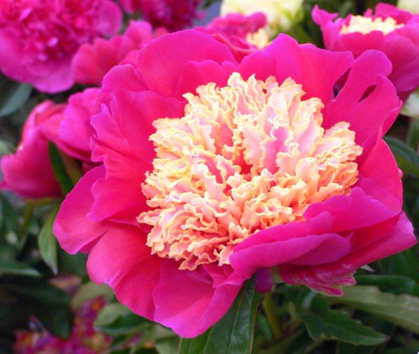 Paeonia   Johnny