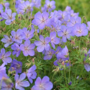 Geranium Johnson's Blue