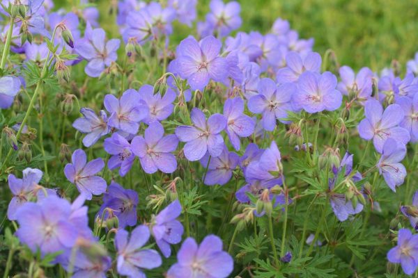 Geranium Johnson's Blue