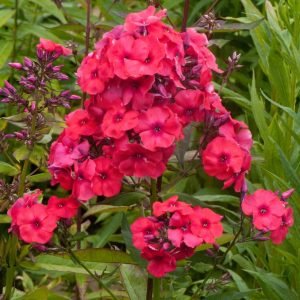 Phlox pan, Juliglut