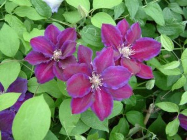 Clematis Julka