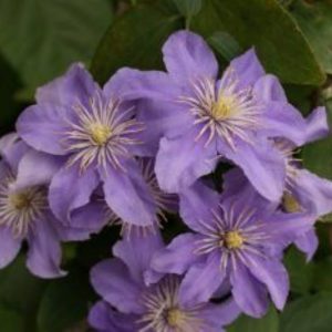 Clematis Justa