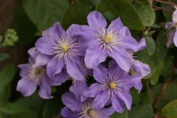 Clematis Justa